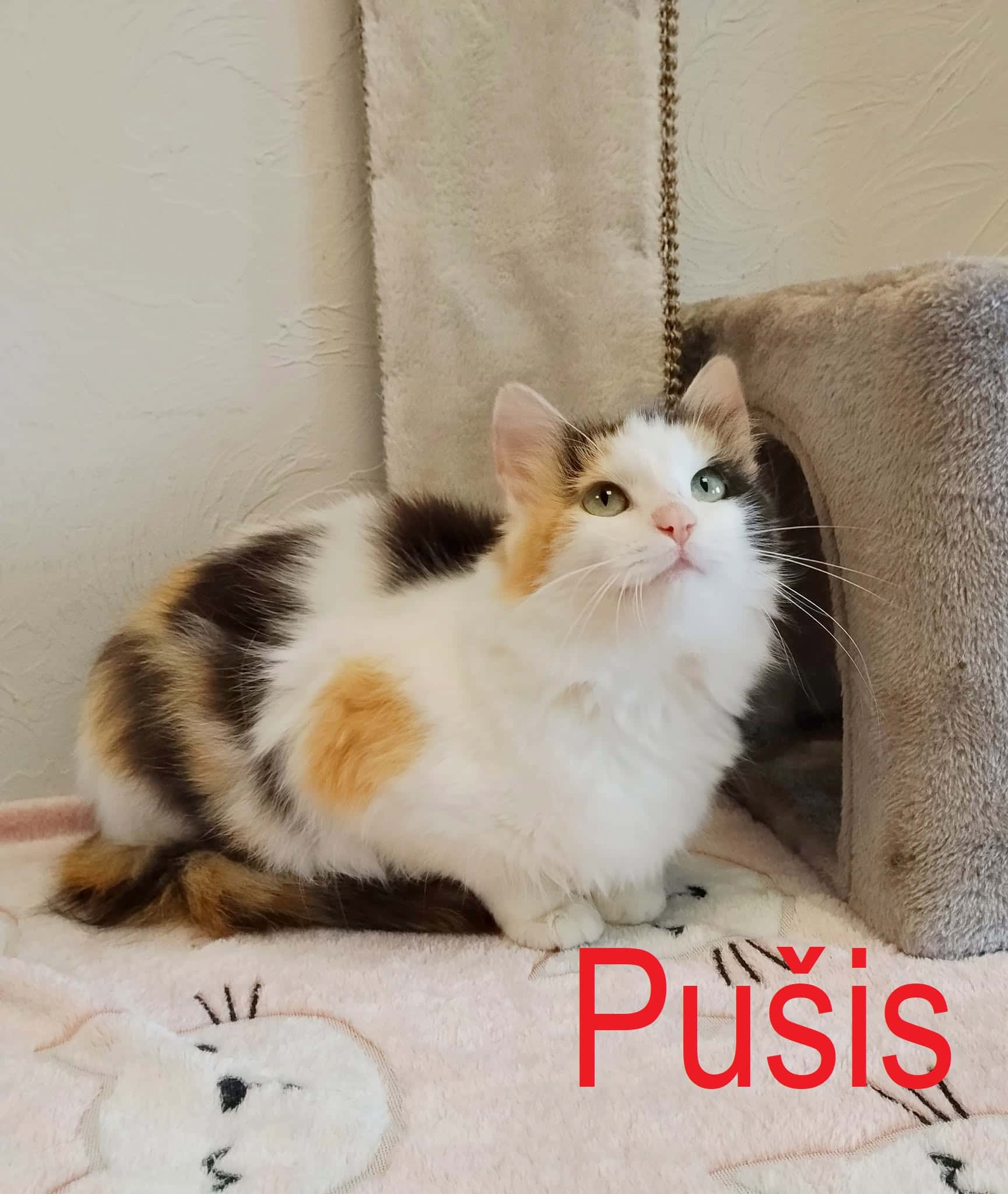 Pušis