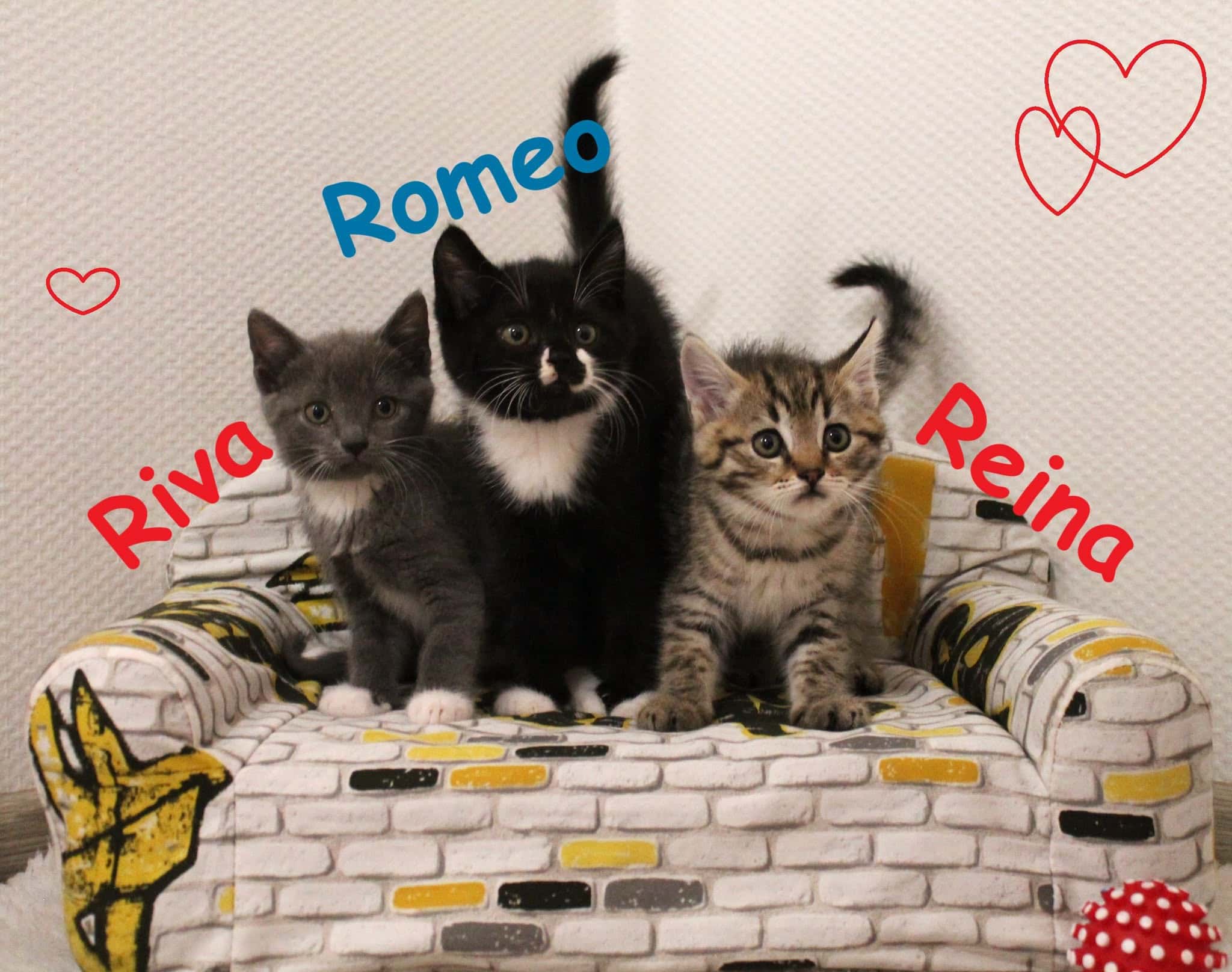 Riva, Reina ir Romeo