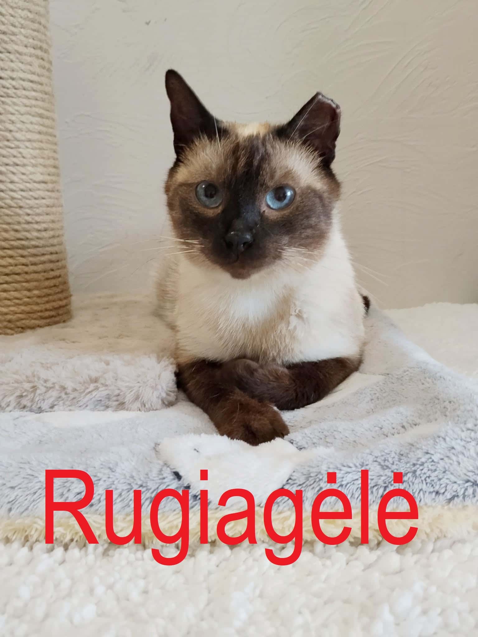 Rugiagėlė