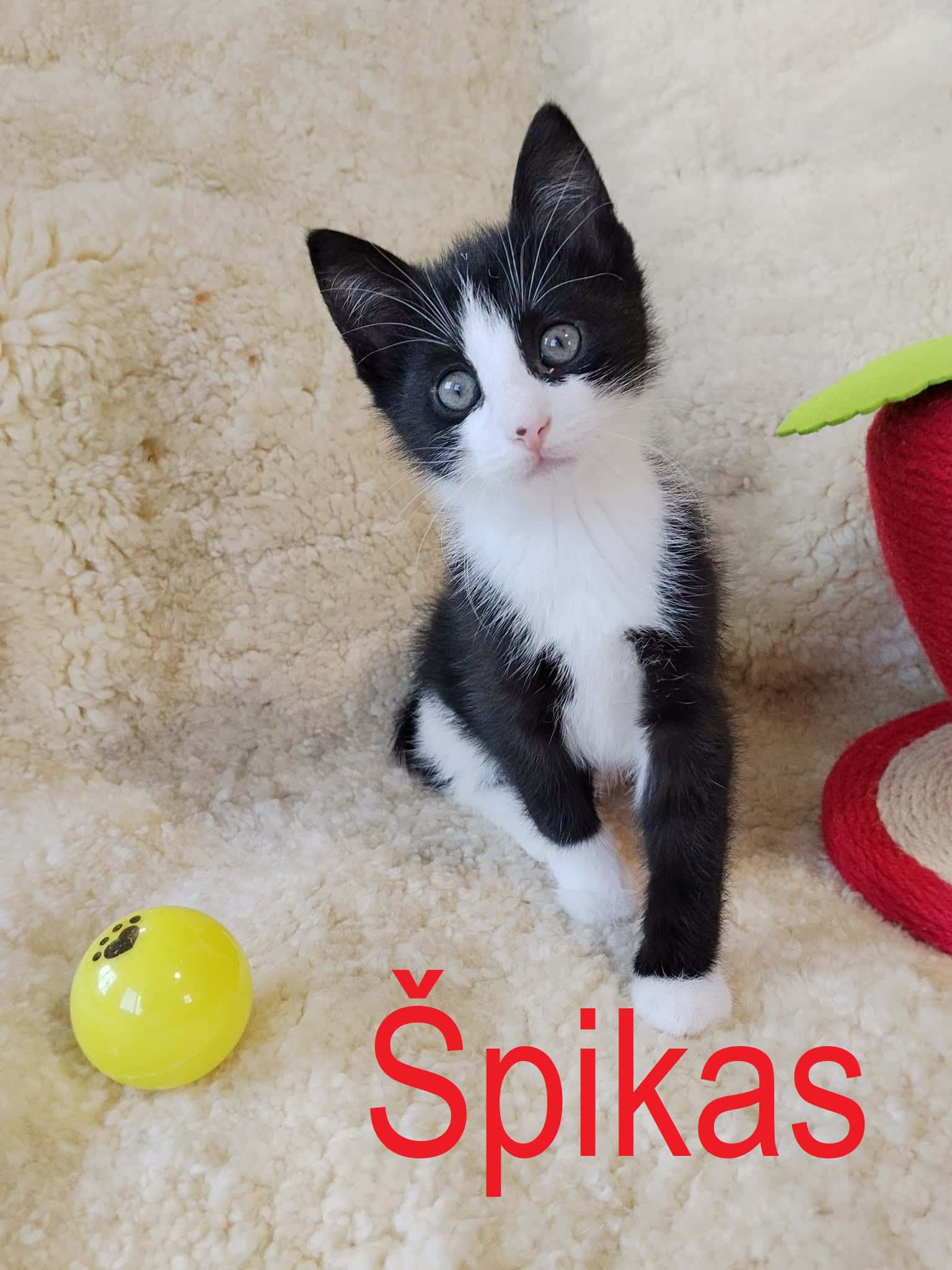 Špikas