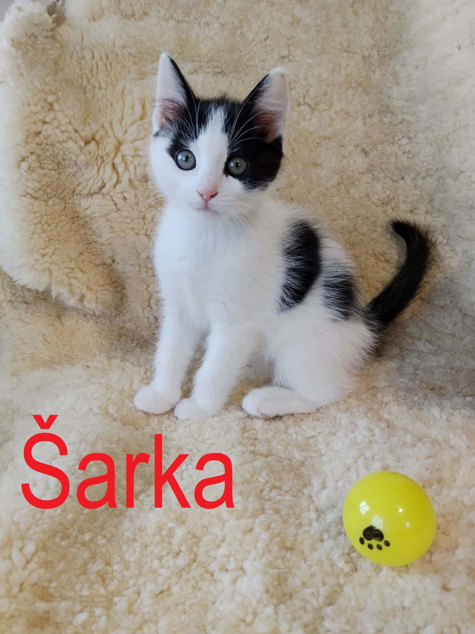 Šarka