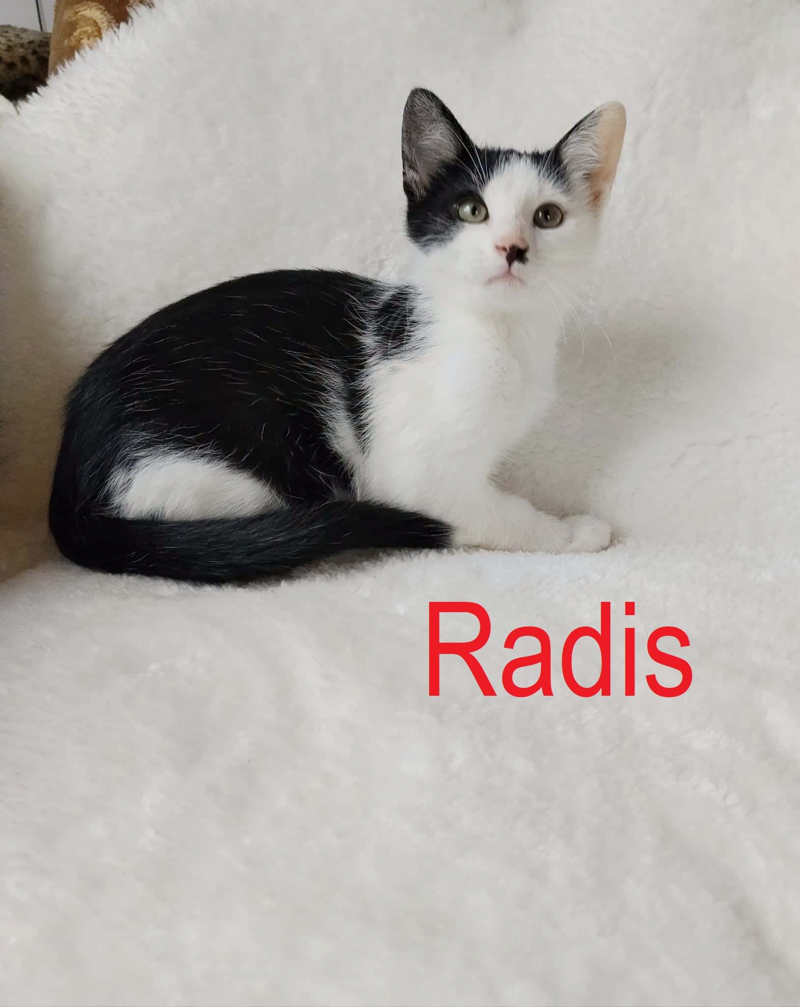 Radis