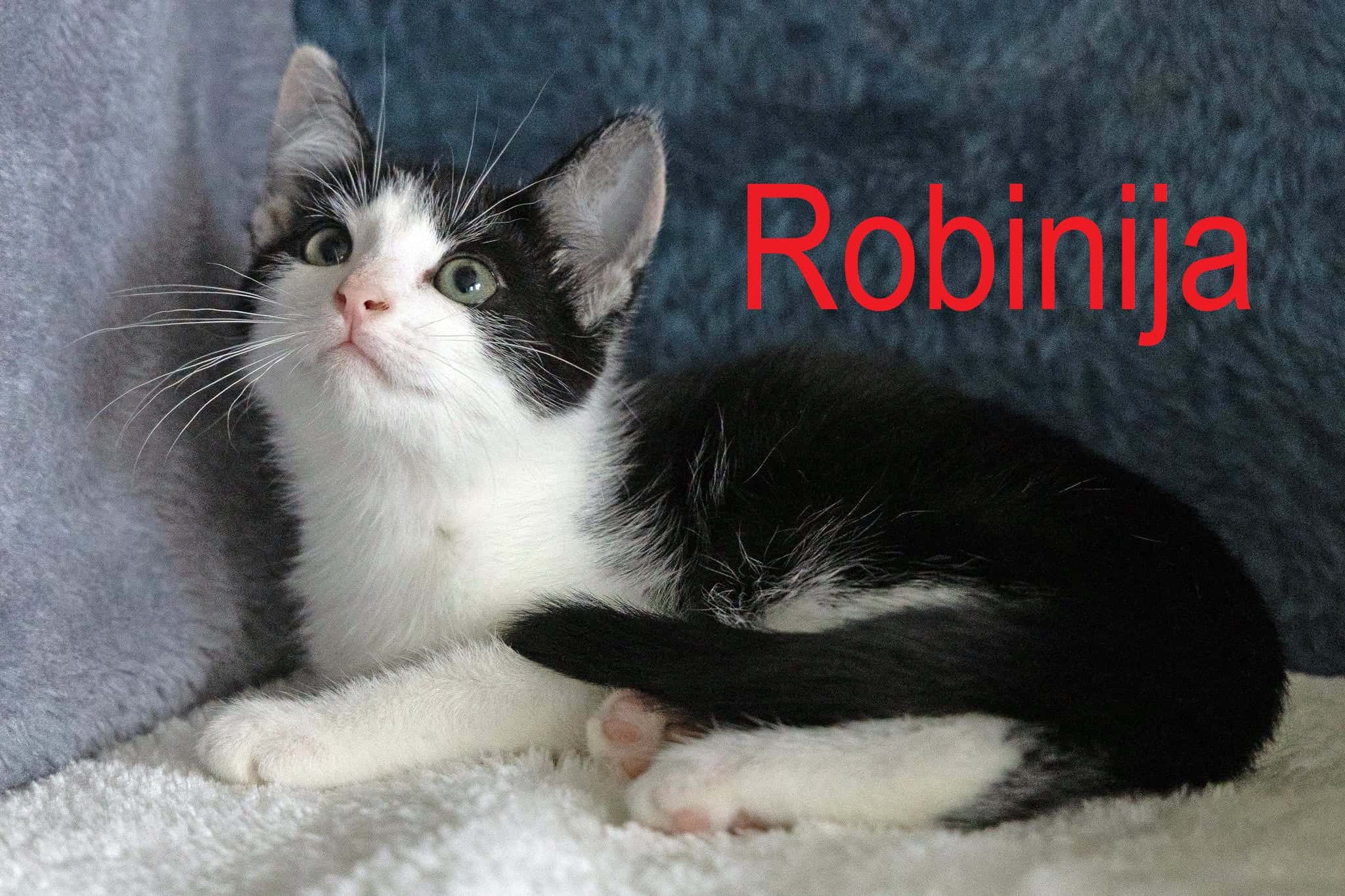 Robinija