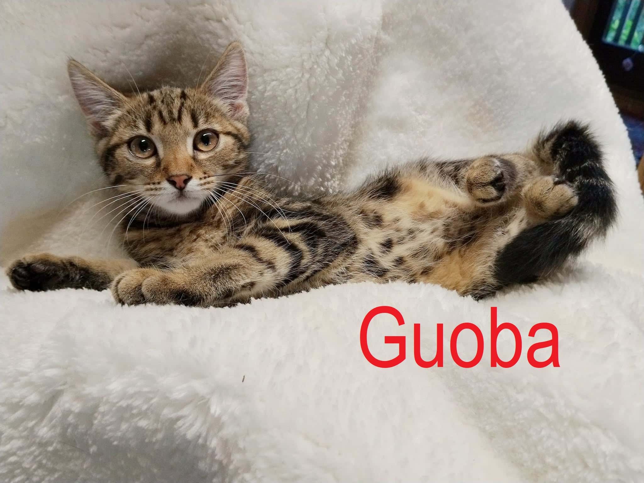 Guoba