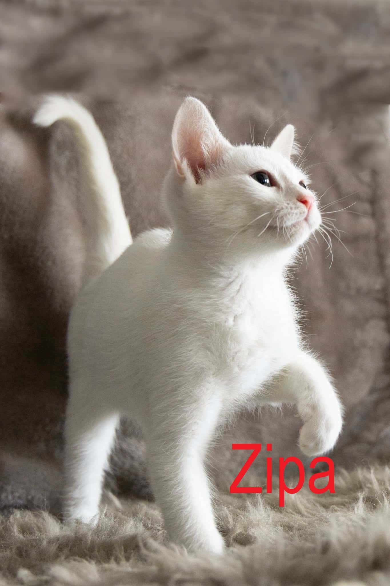Zipa