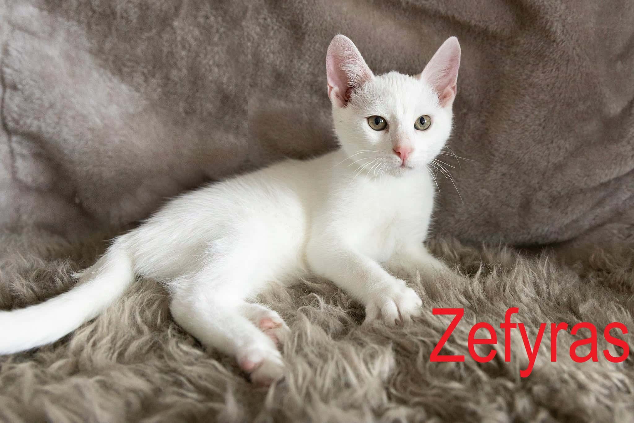 Zefyras