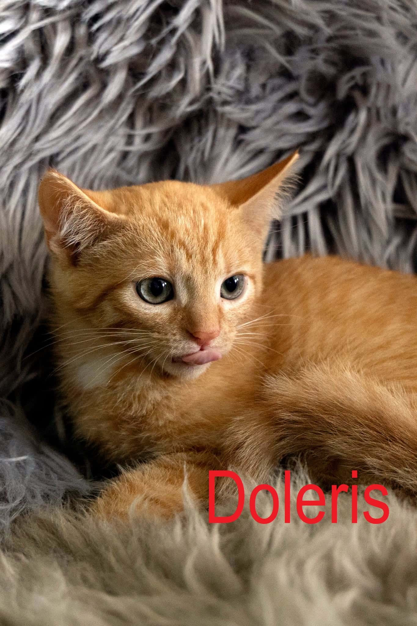 Doleris