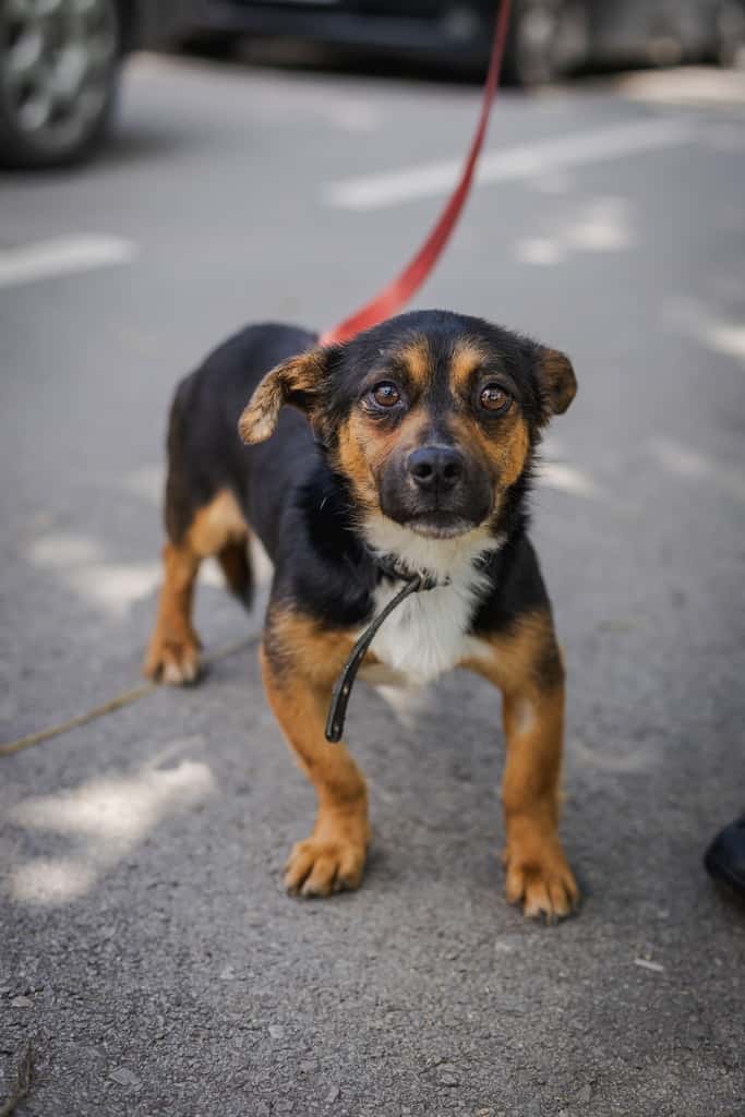Enzo