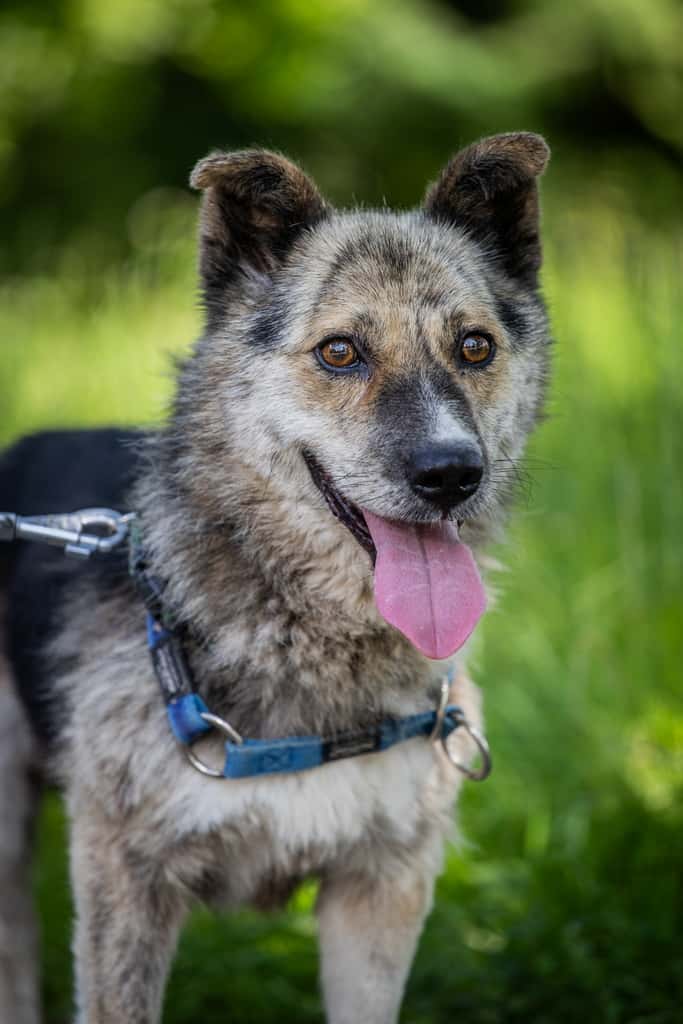 KIPIS