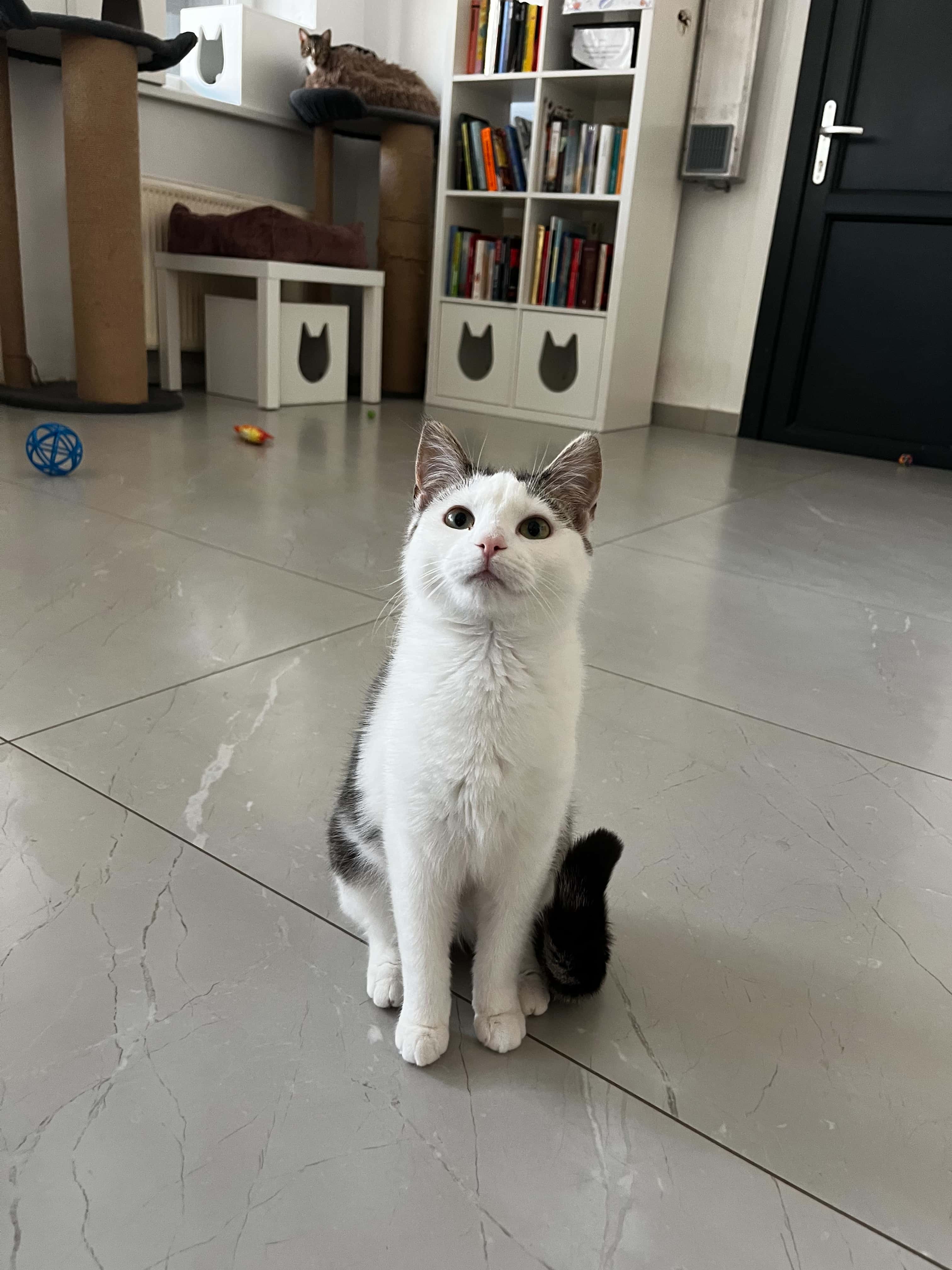 BONI