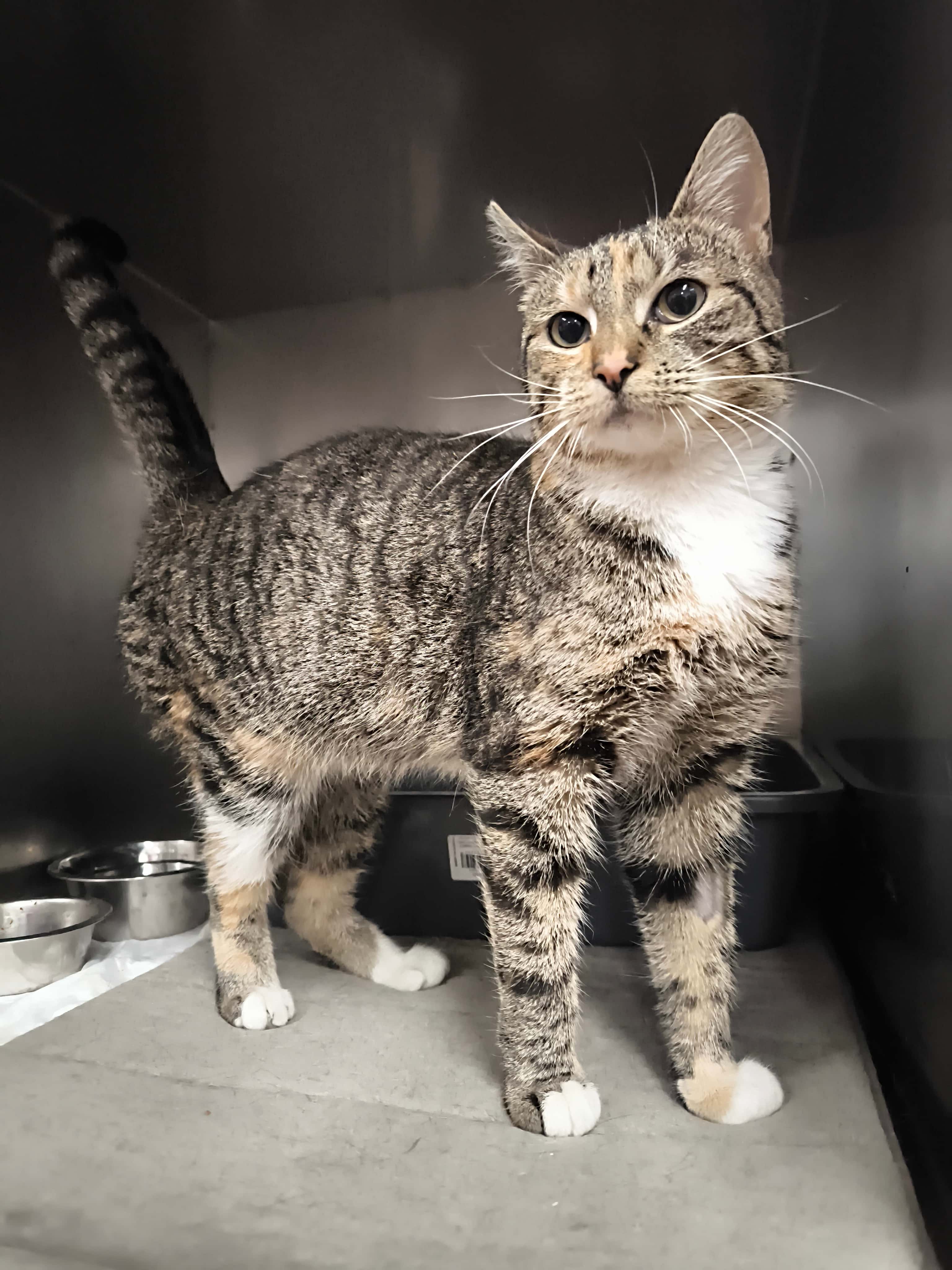 VILTĖ