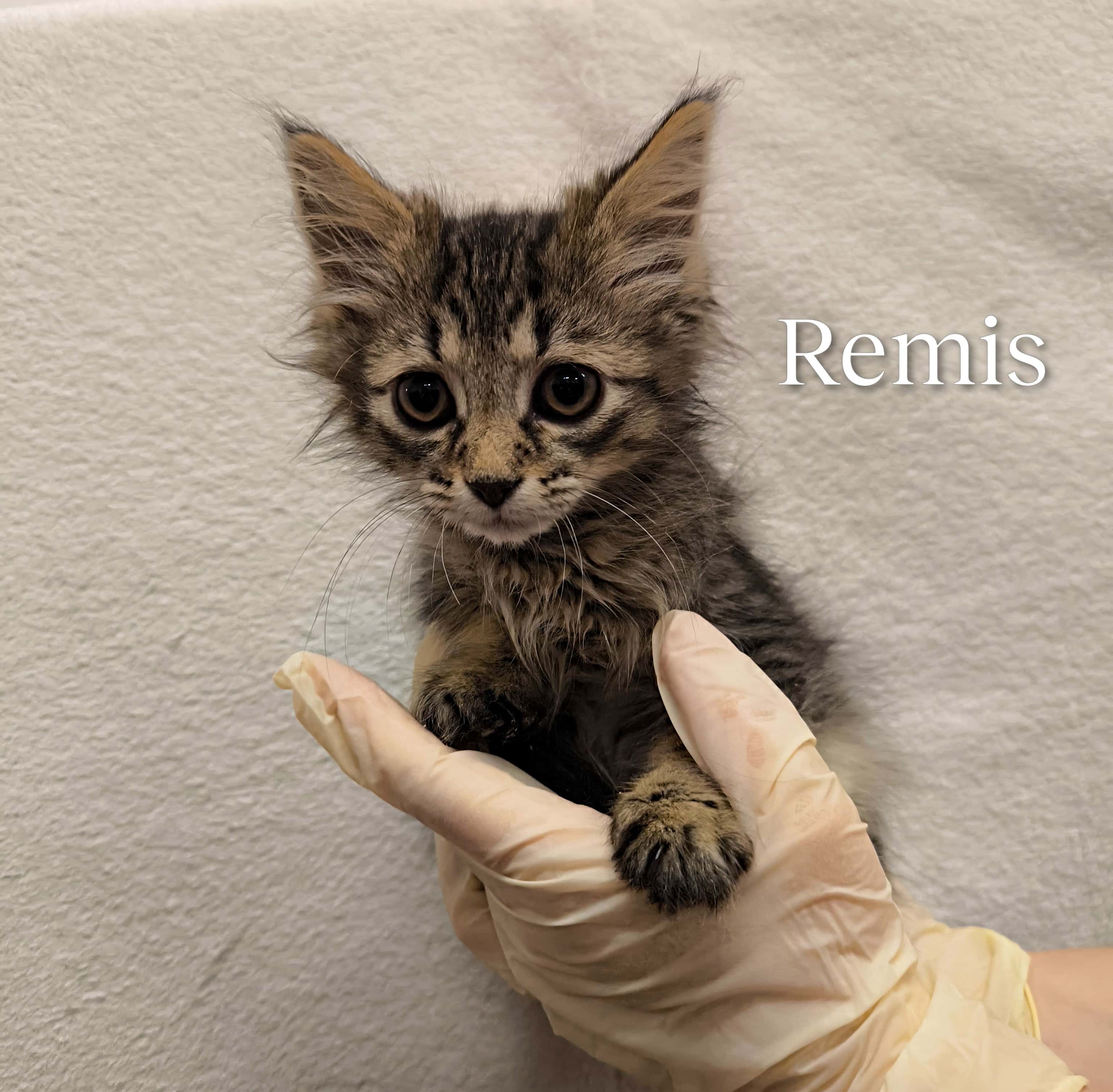 Remis