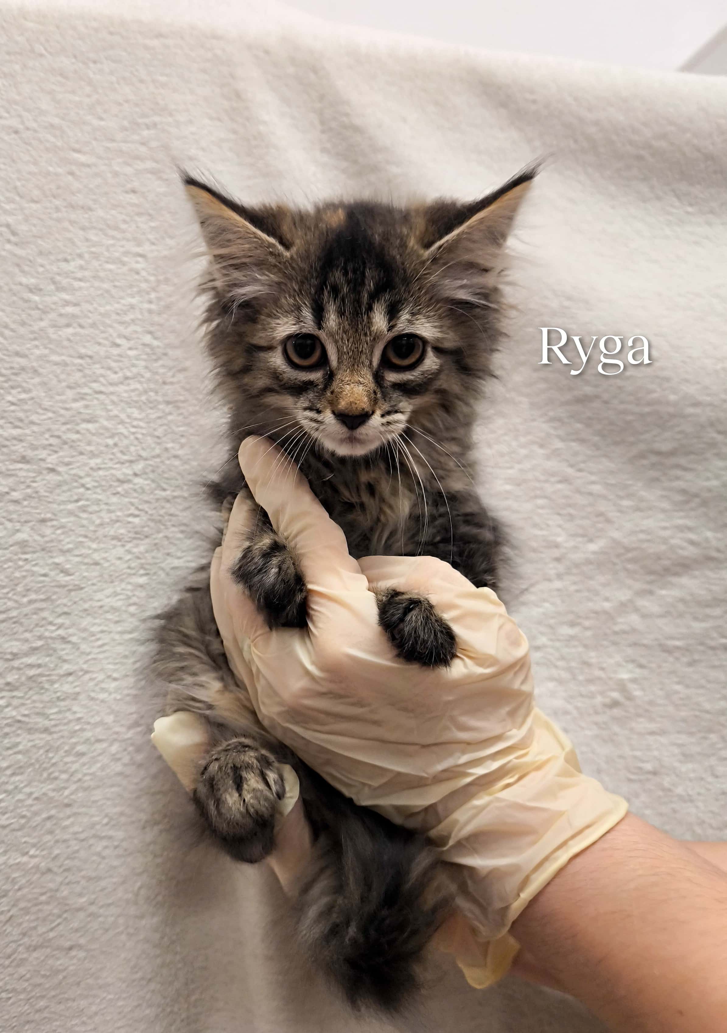 Ryga