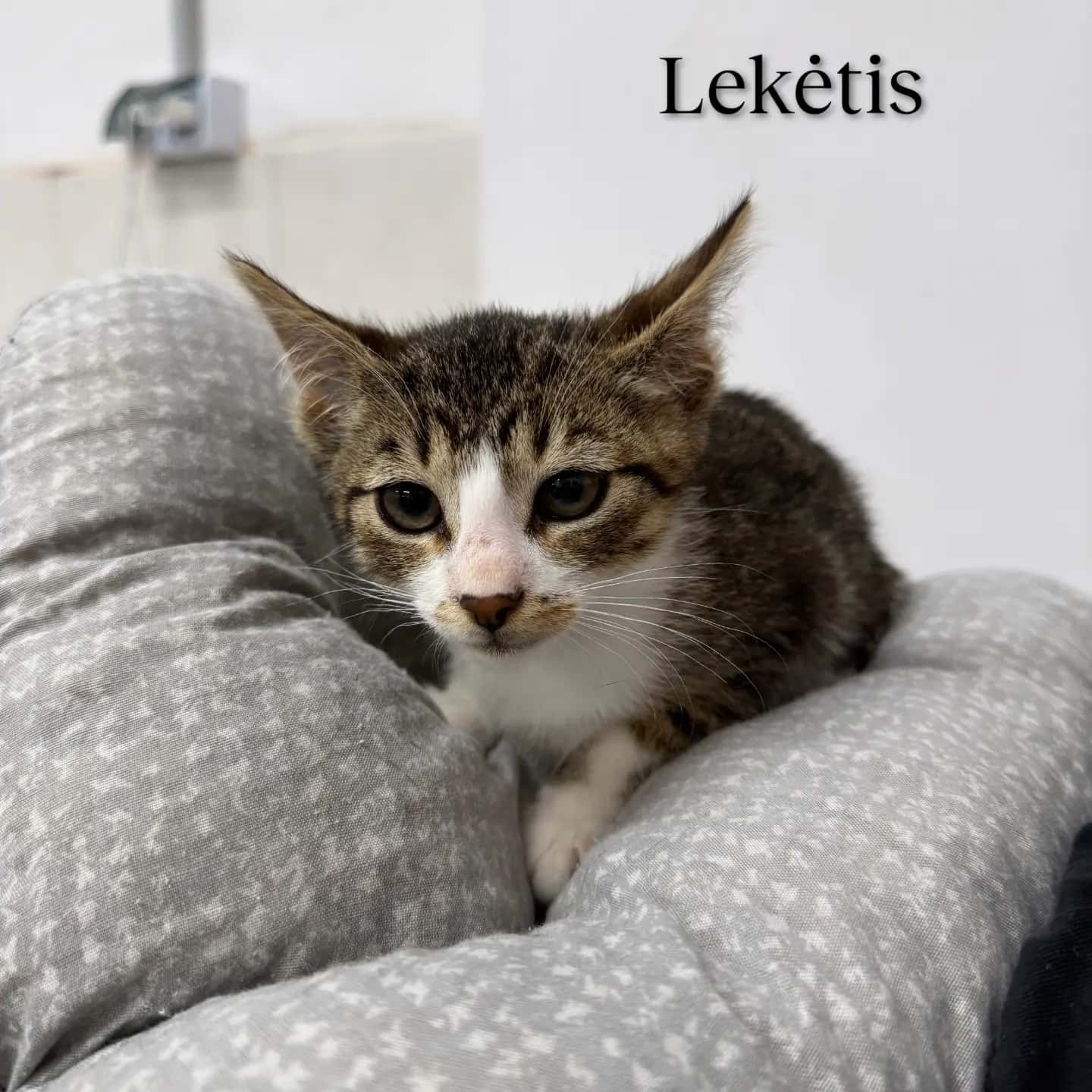 Lekėtis