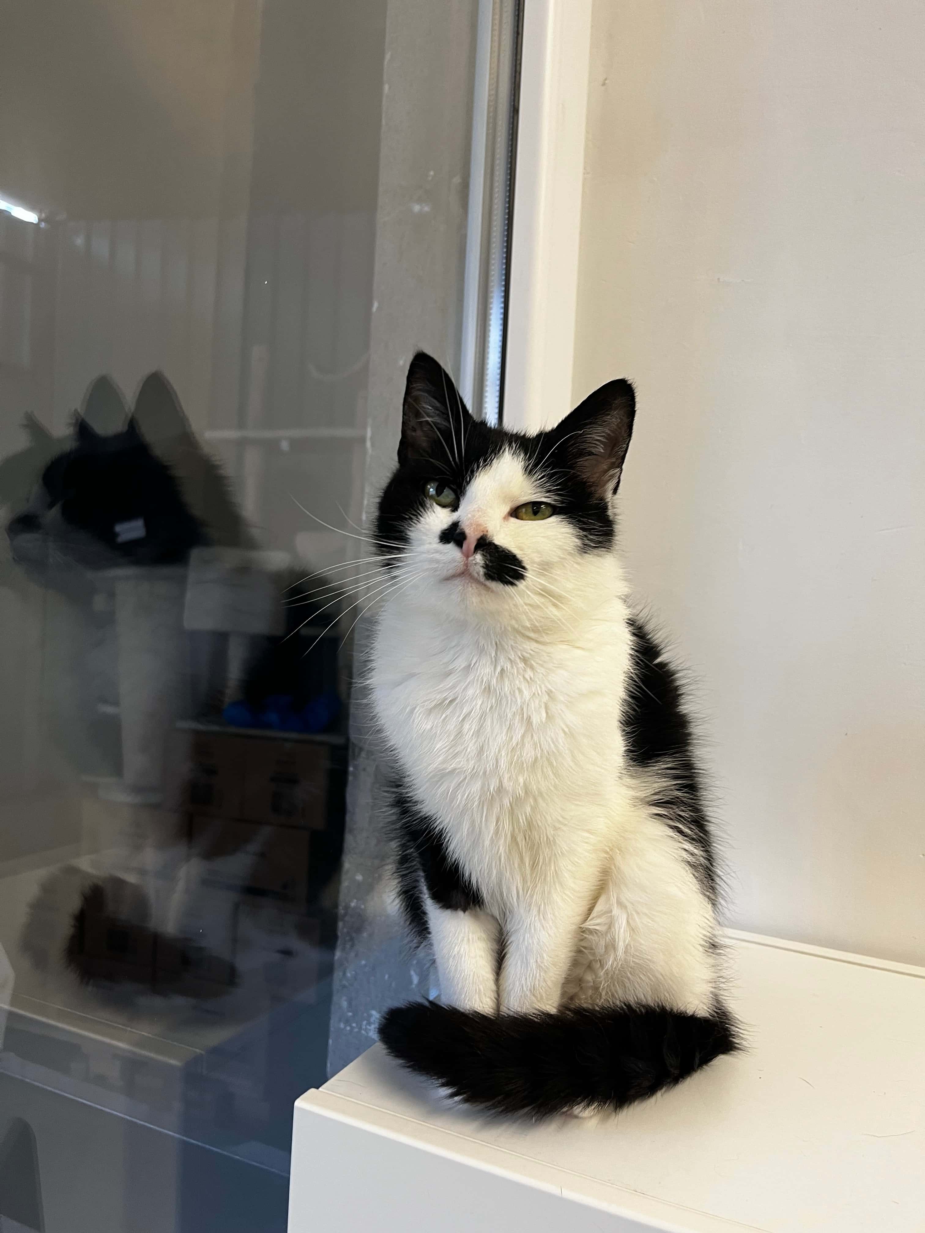 Kitė