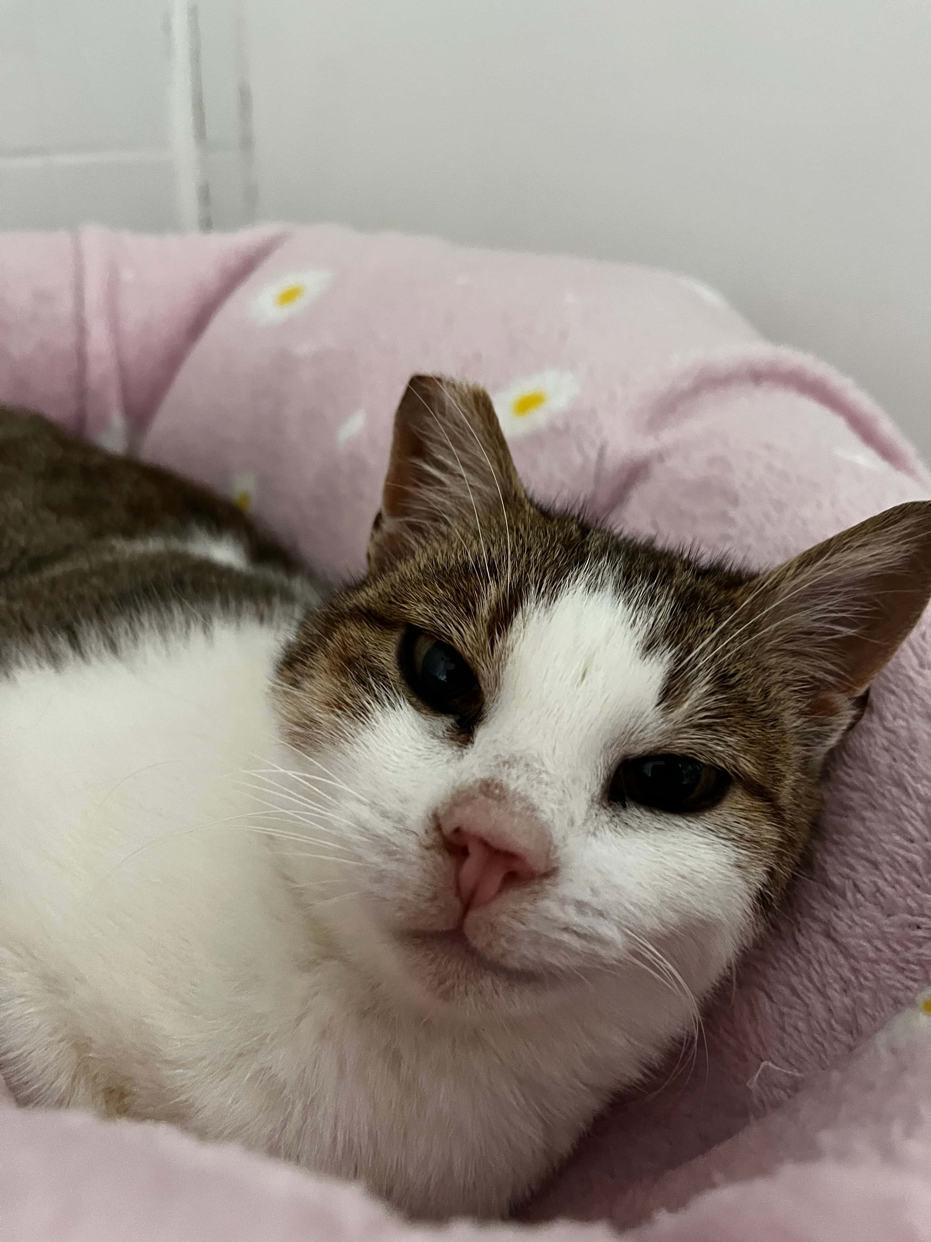 Nemunė