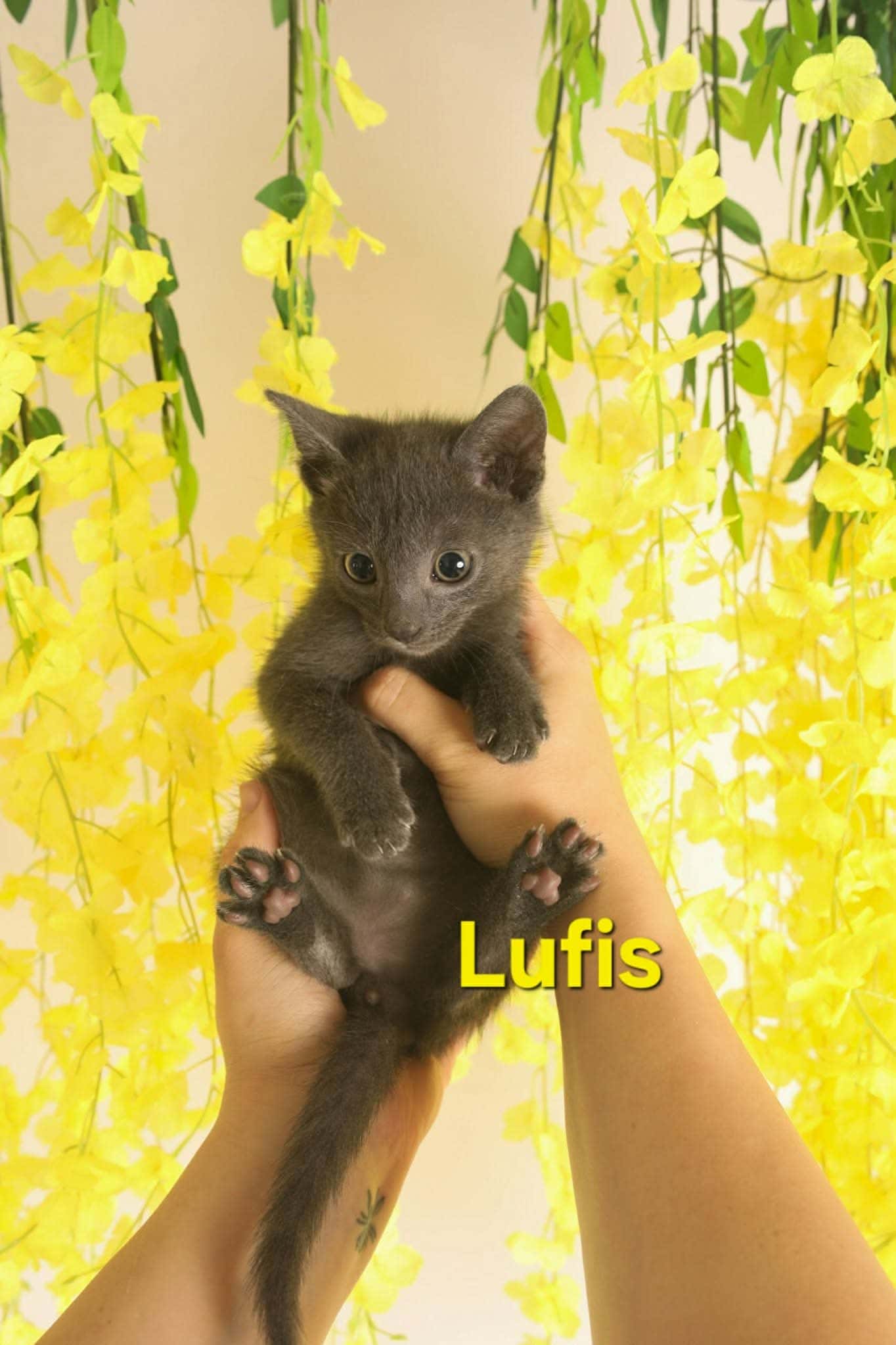 Lufis