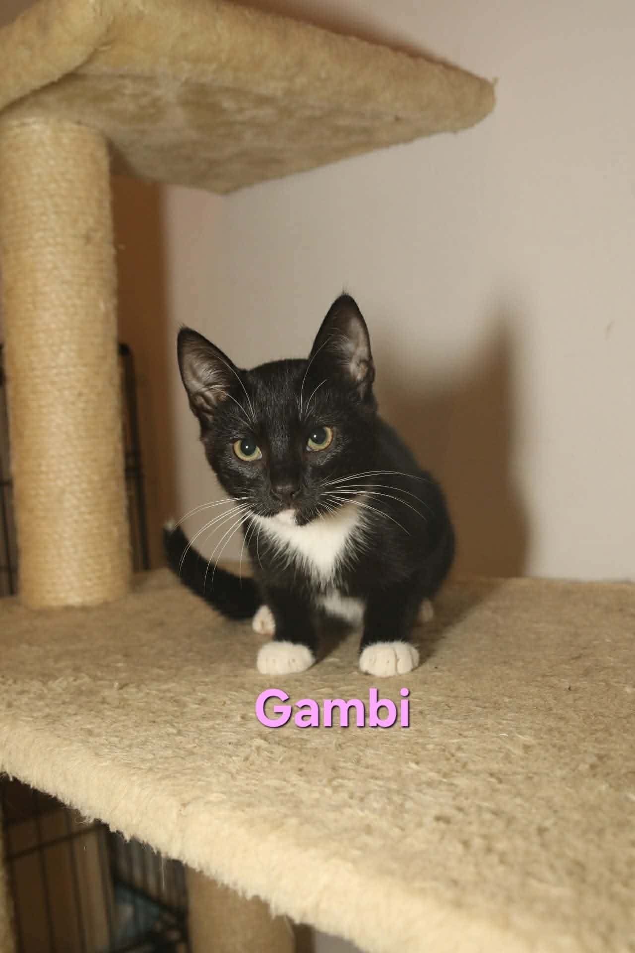 Gambi