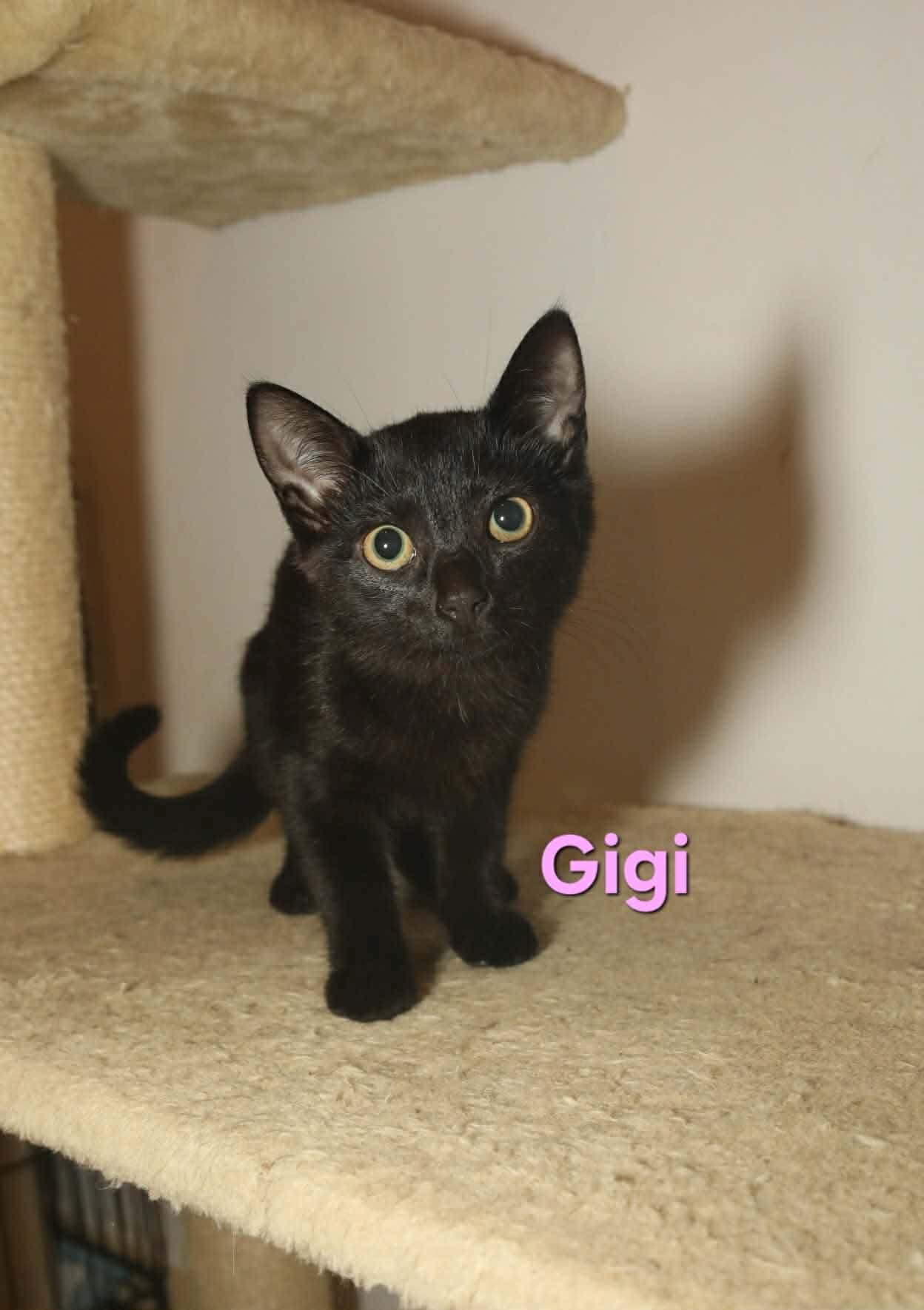 Gigi