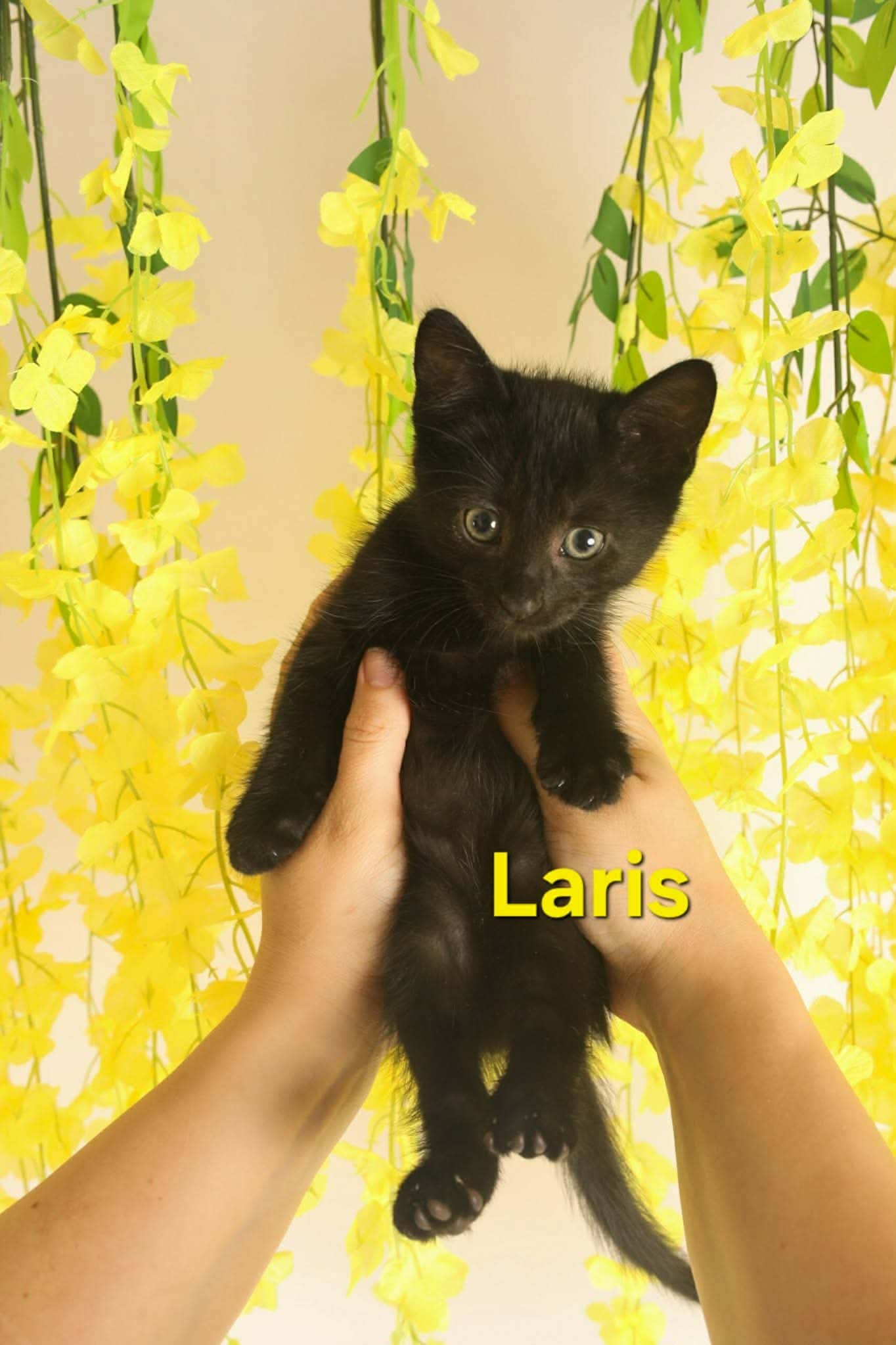 Laris