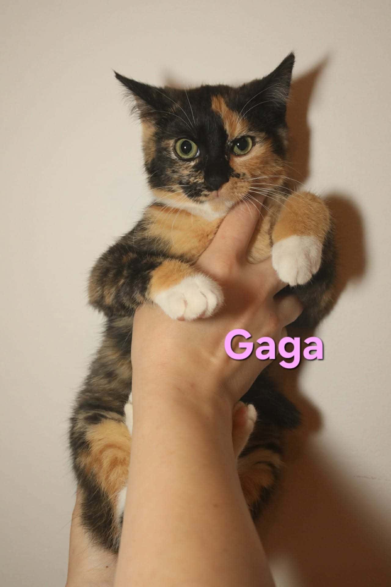 Gaga