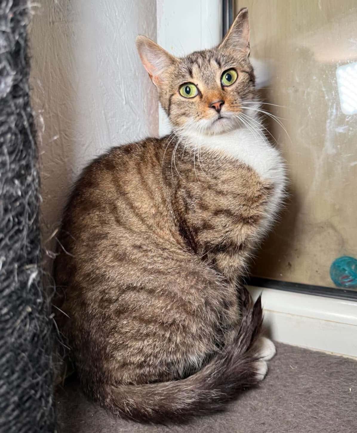 Rainoji iš Šilėnų