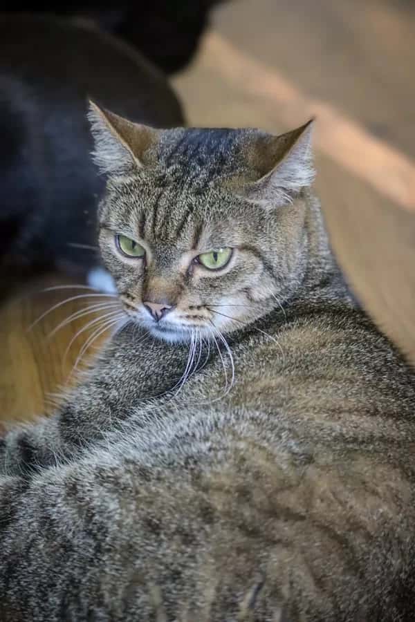 Oniksas