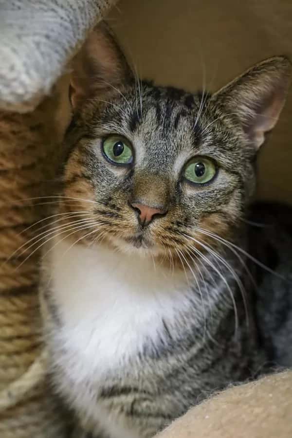 Ilinojus