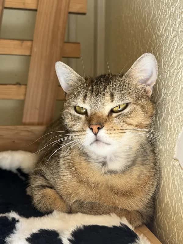 Leila
