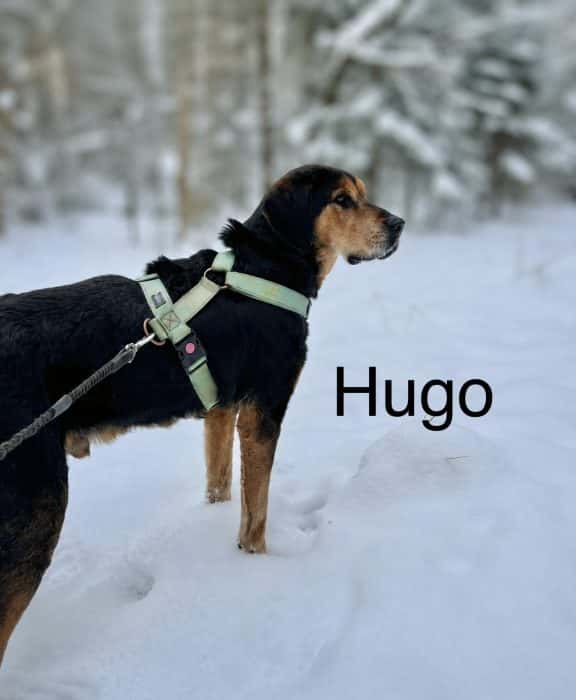 Hugo