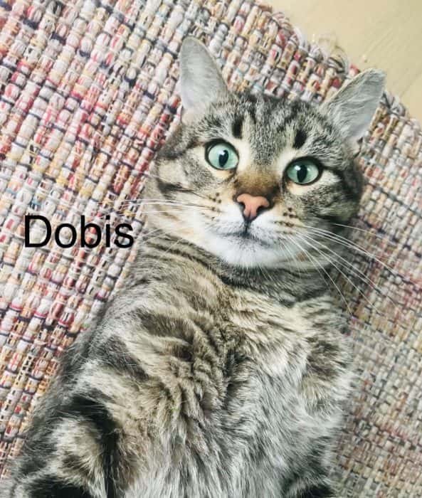 Dobis