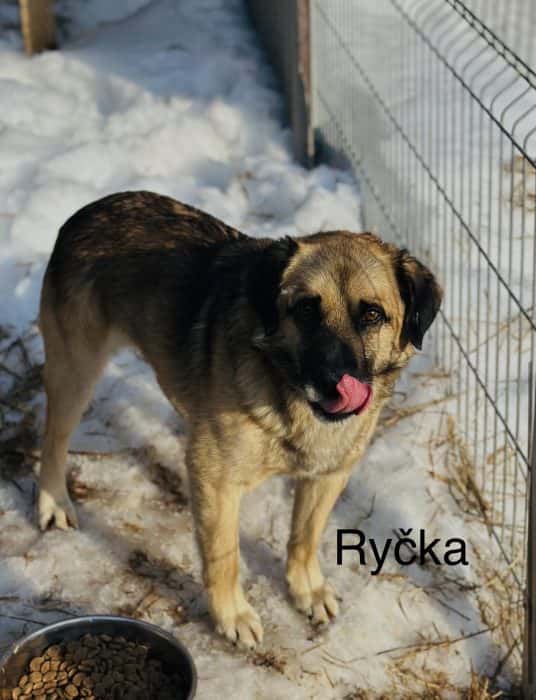 Ryčka