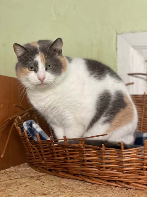 Radvė