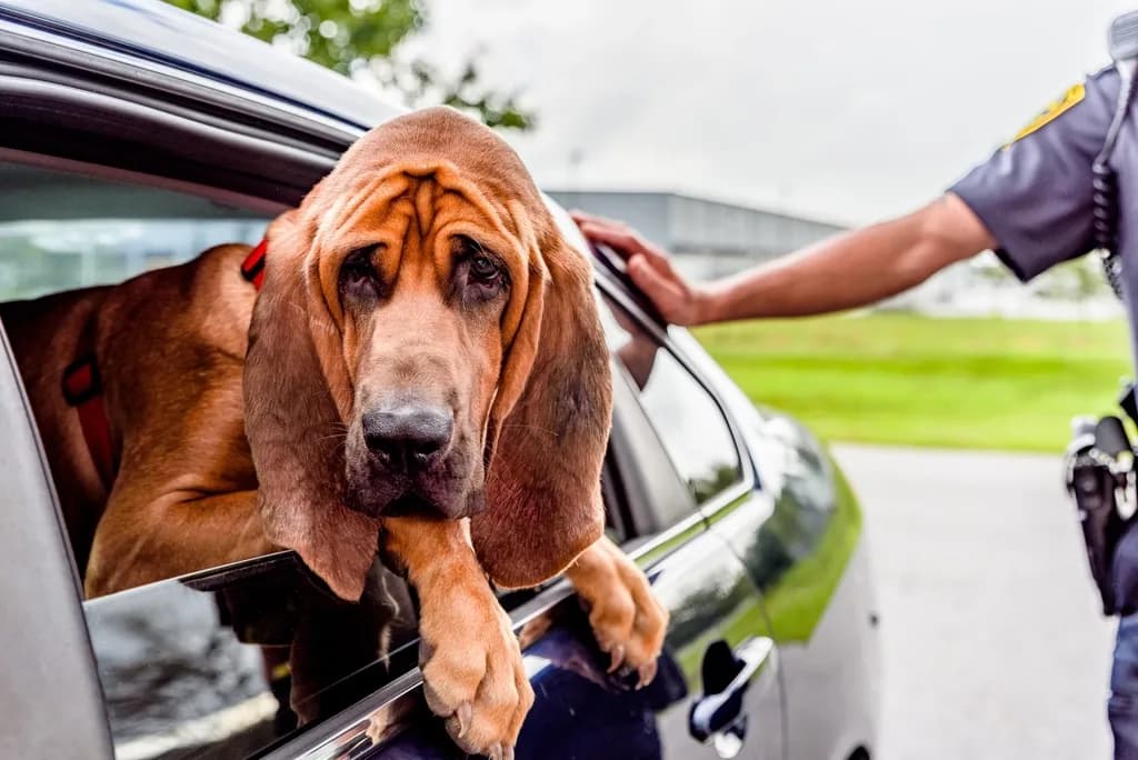 Bloodhound