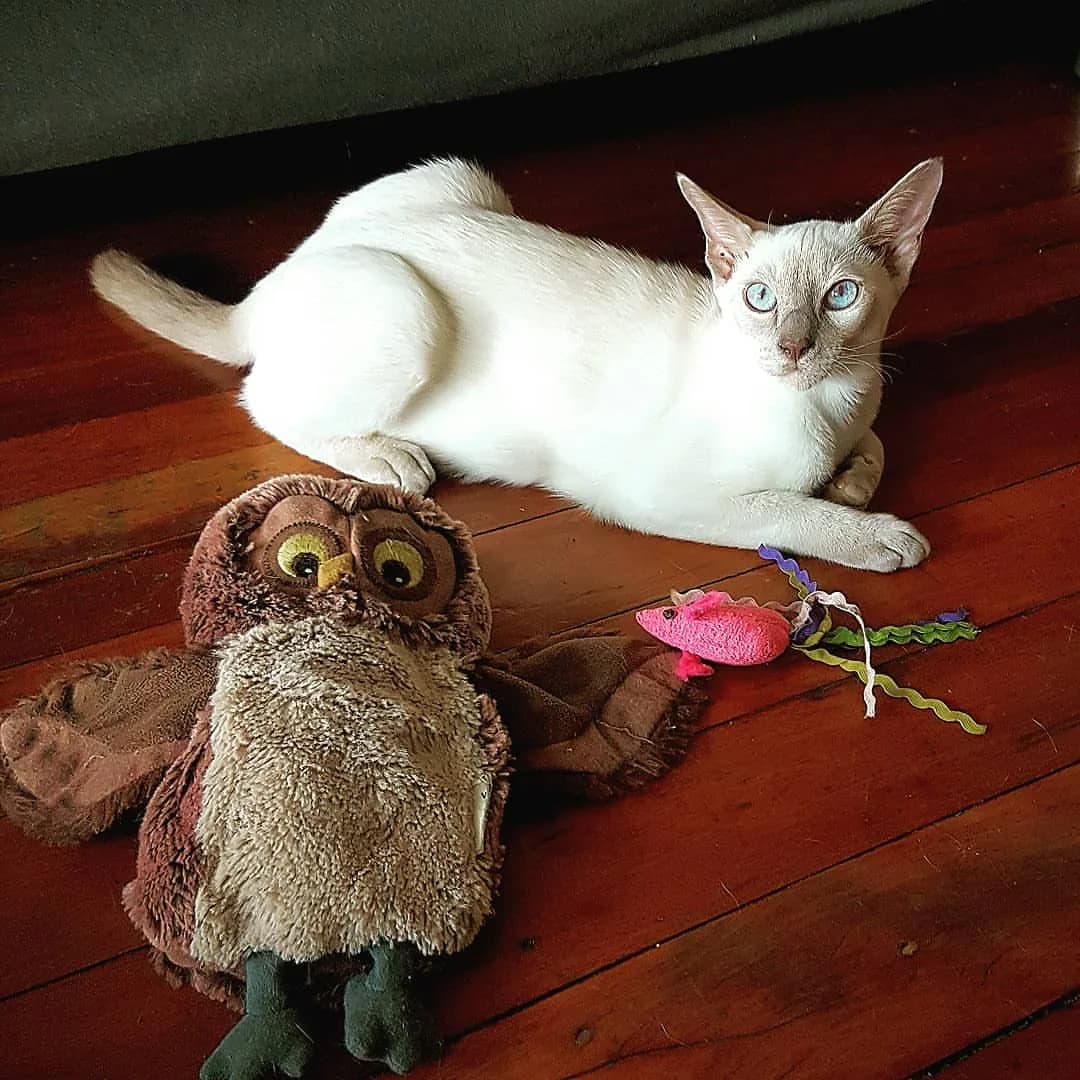 Tonkinese