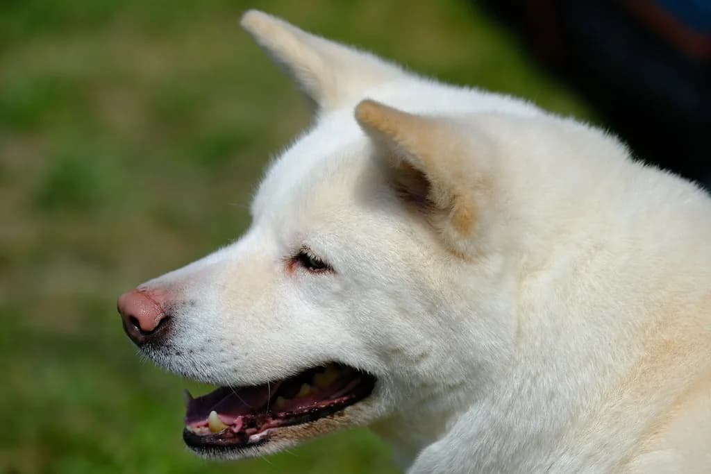 Akita
