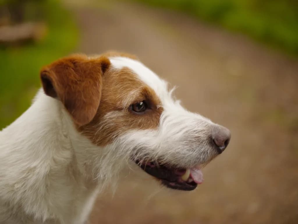 Jack Russell Terrier