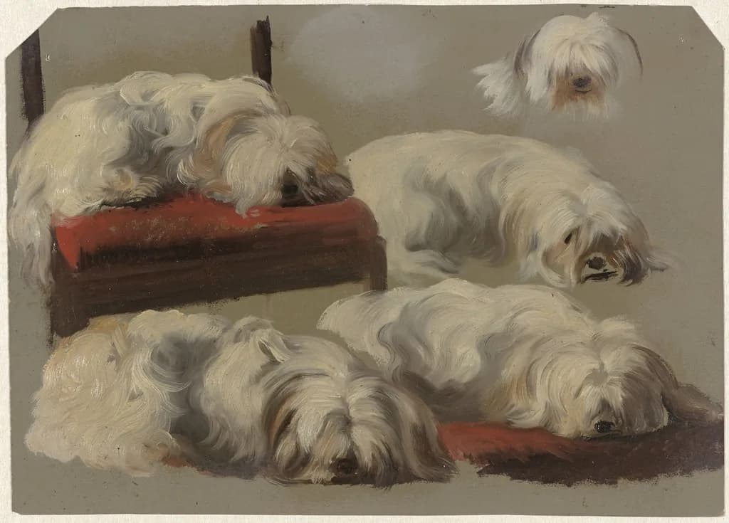 Maltese