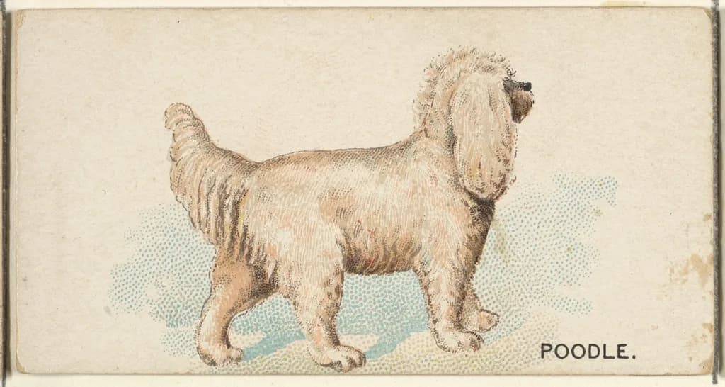Poodle