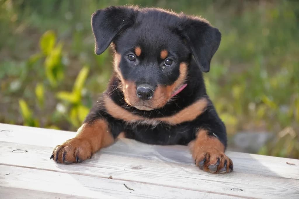Manchester Terrier