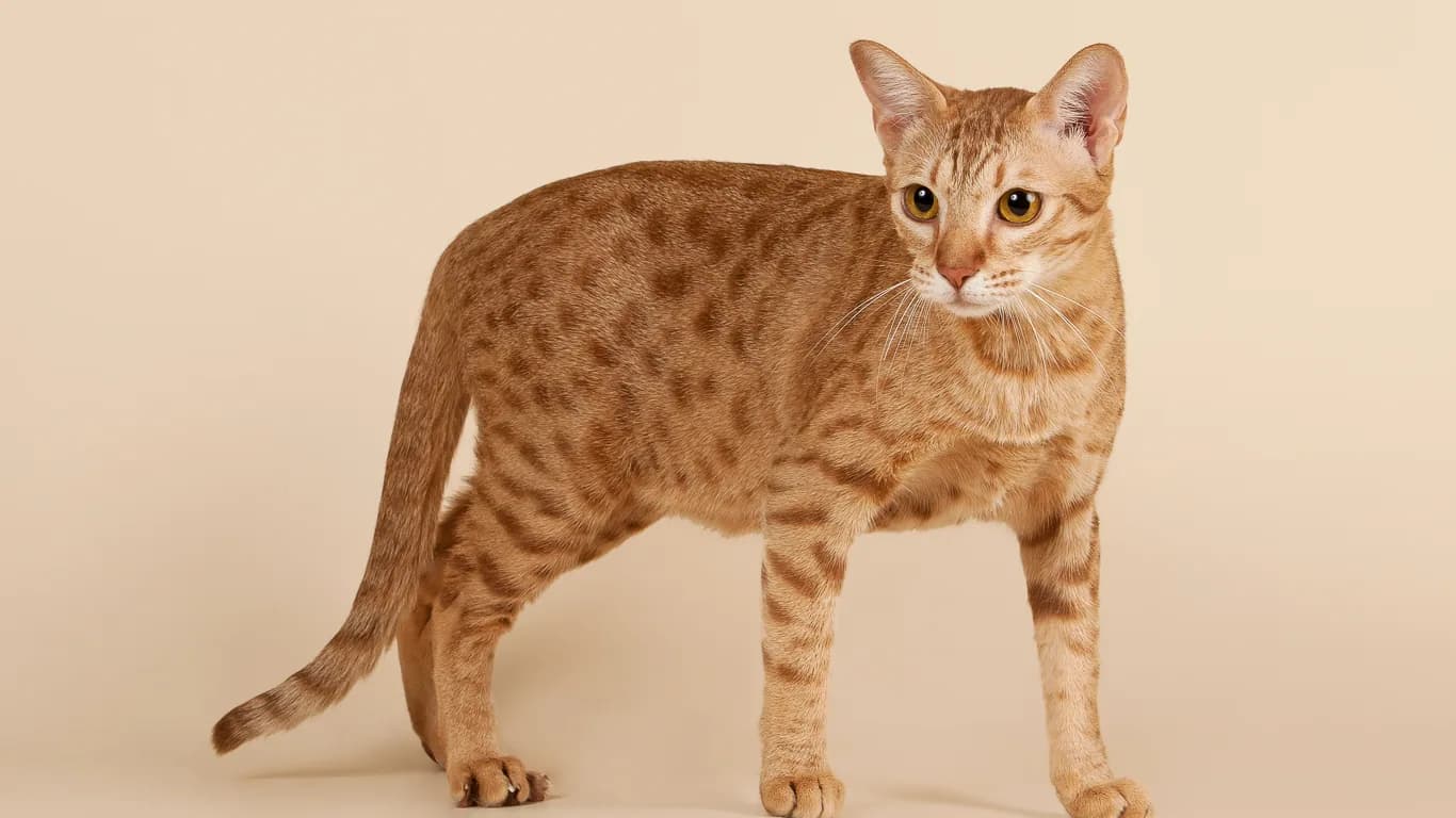 Ocicat