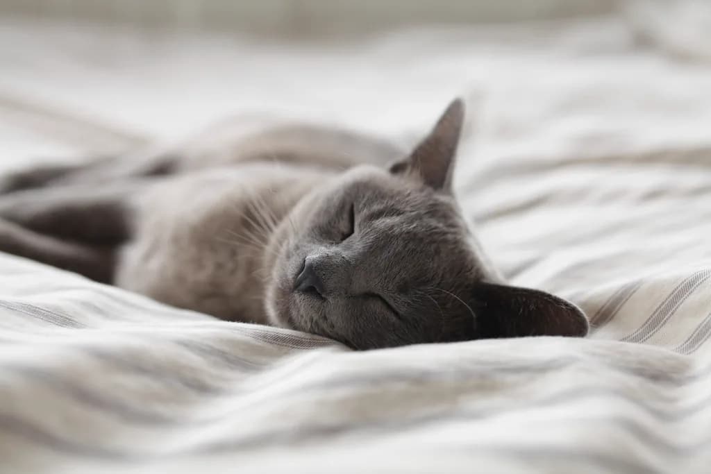Russian Blue