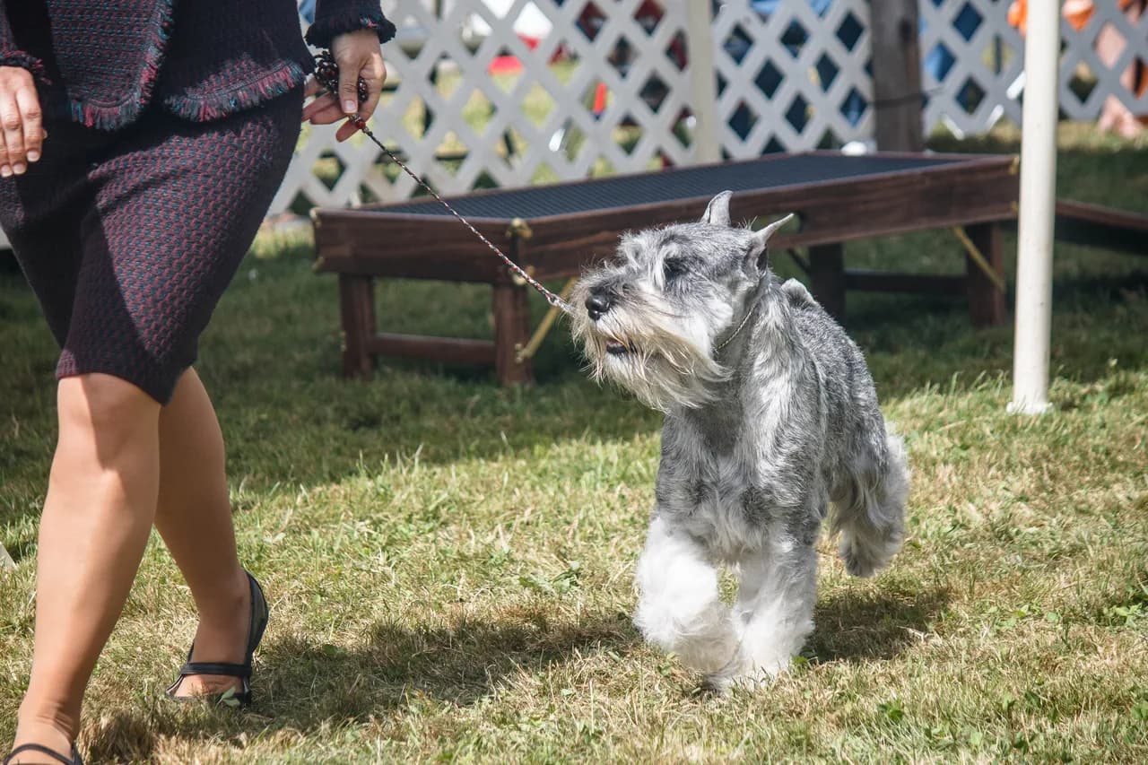 Standard Schnauzer