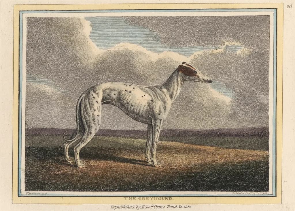 Greyhound