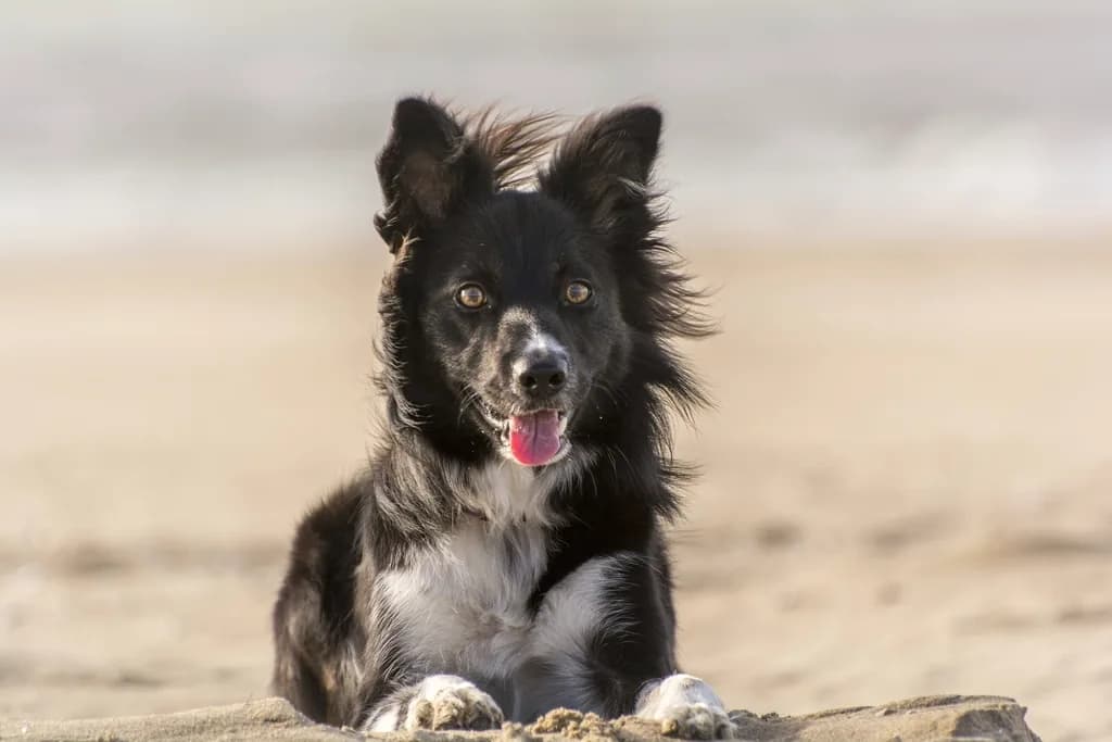 Border Collie