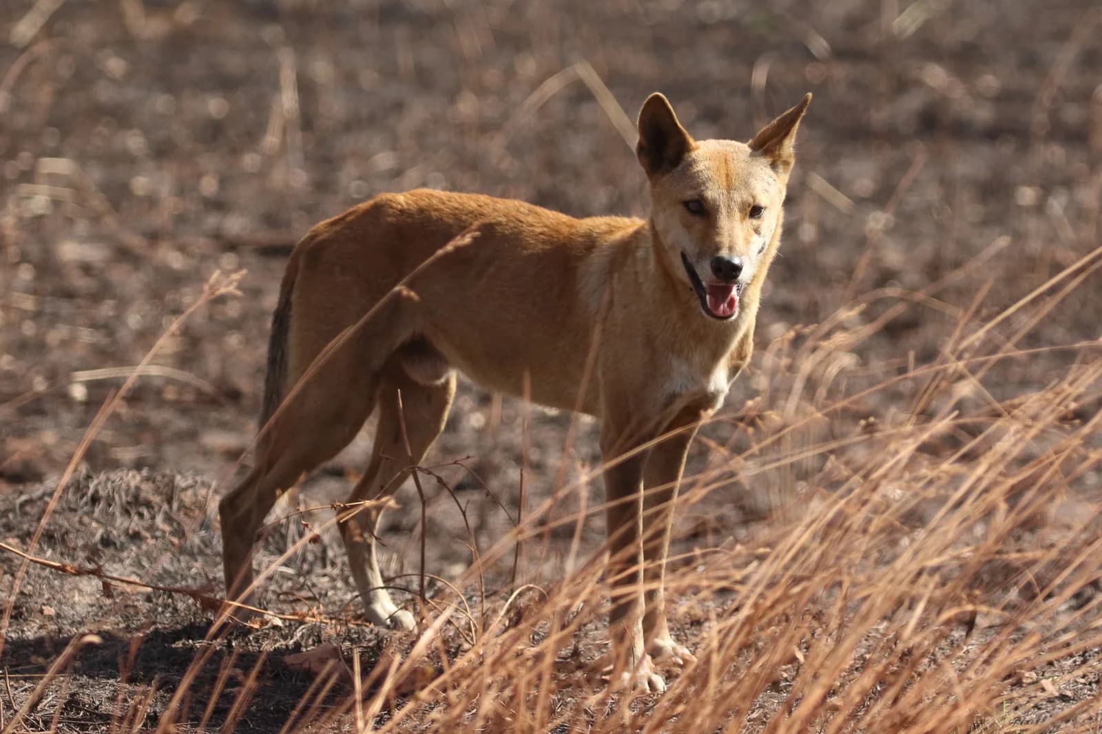 Dingo