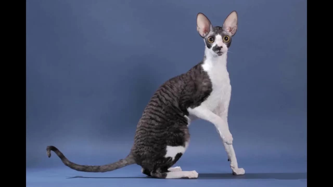 Devon Rex