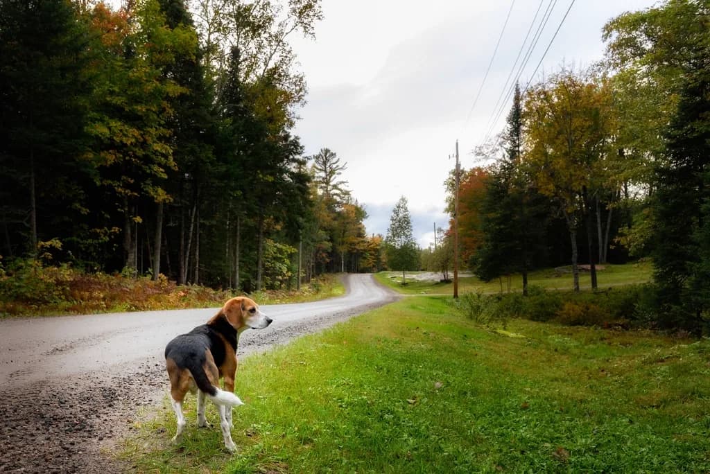 Beagle