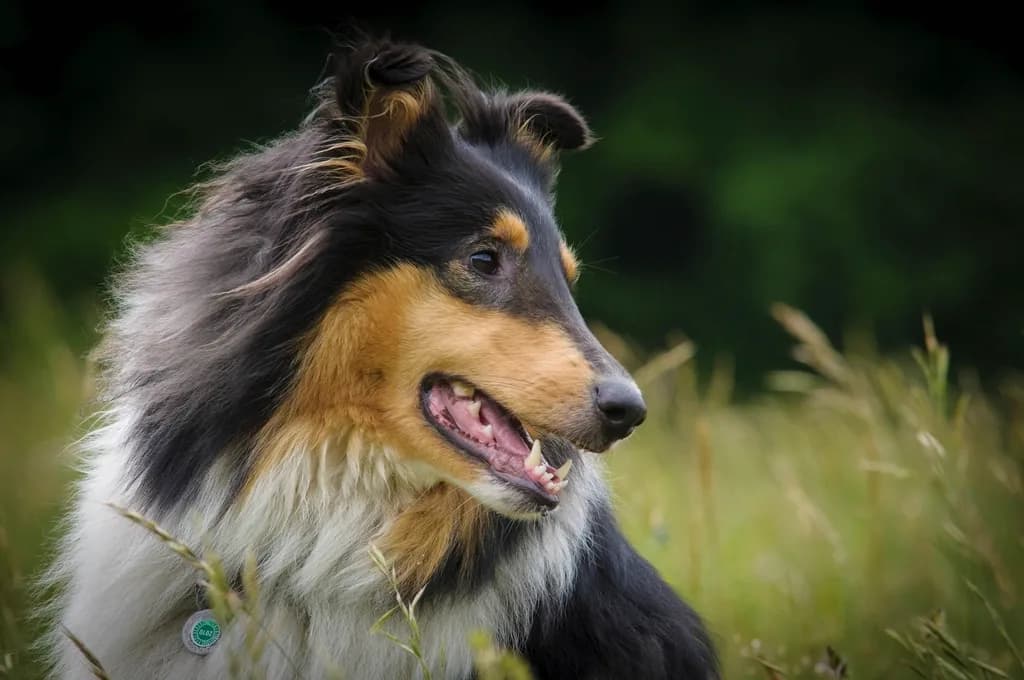 Rough Collie