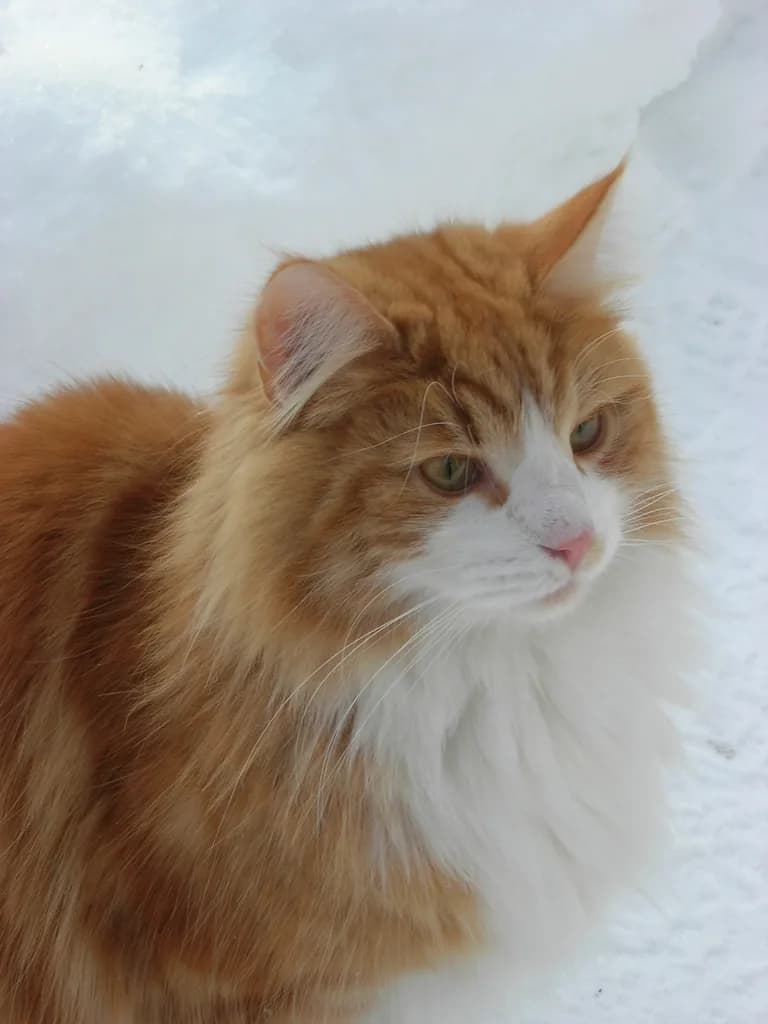 Norwegian Forest Cat